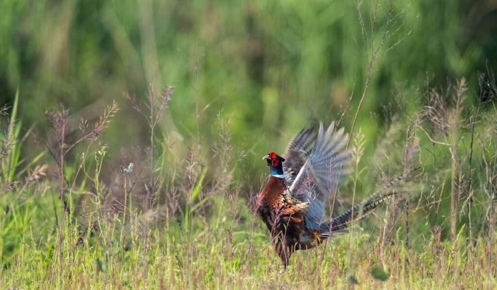 male pheasant flapping wings