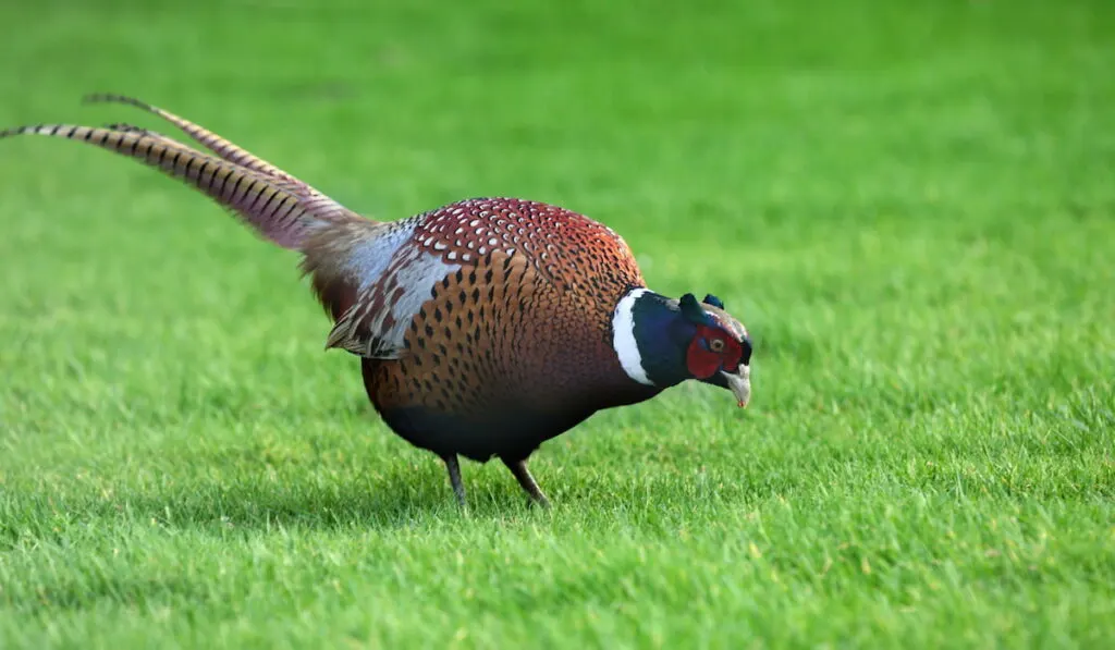 manchurian cross pheasant