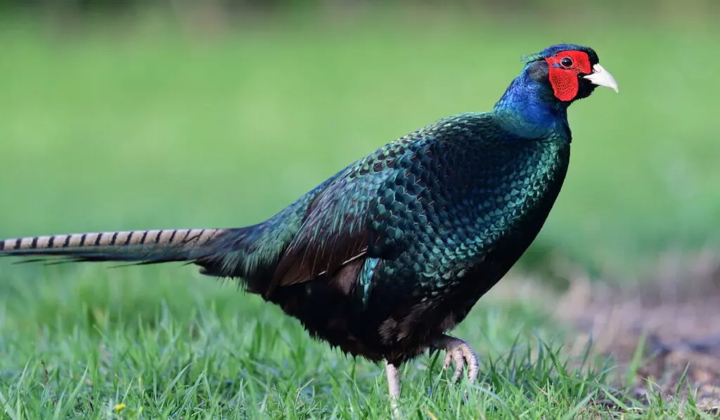 Close up of a melanistic pheasant walking through short grass