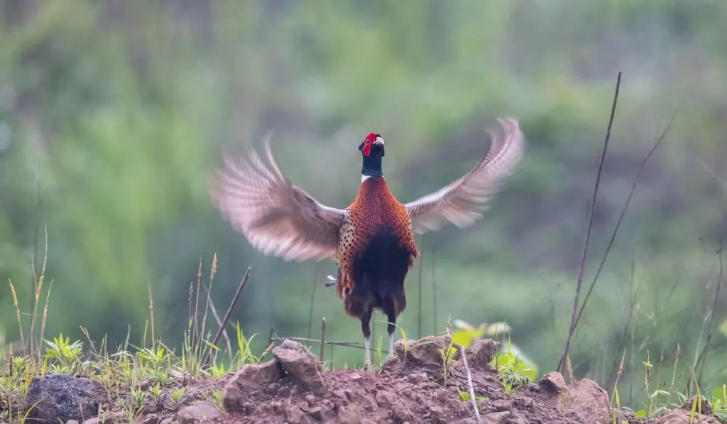 pheasant flapping wings crowing
