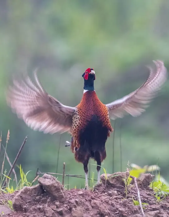 pheasant crowing