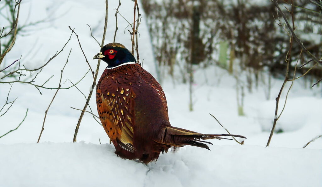 pheasant perches on a snow wall during winter