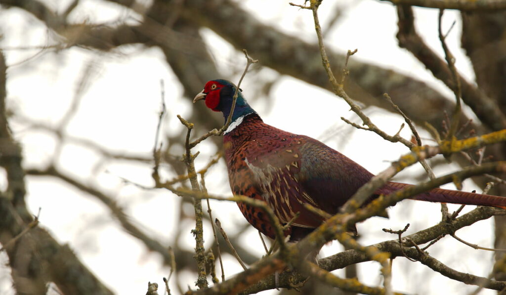A pheasant perched in a tree
