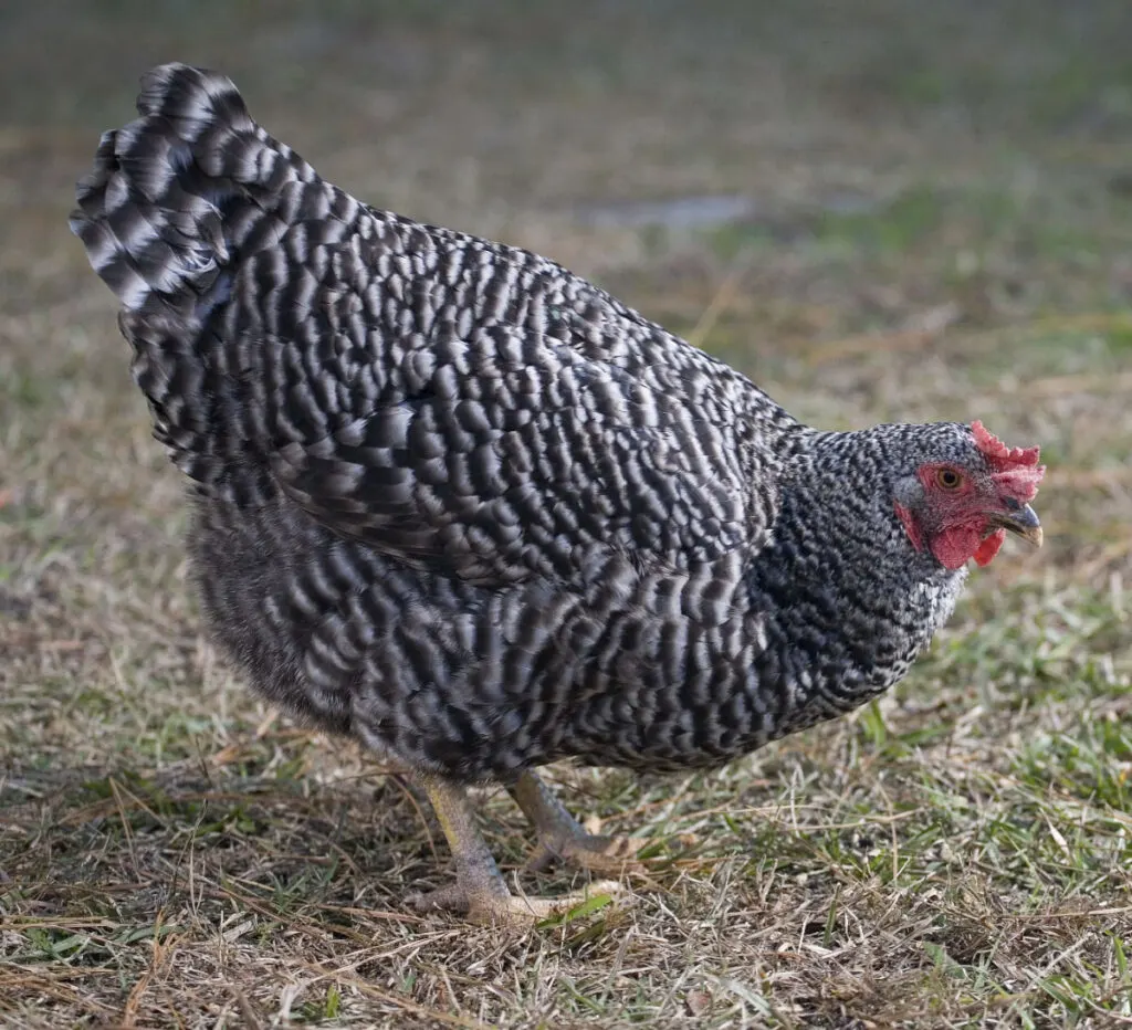 plymouth rock chicken breed grazing outside