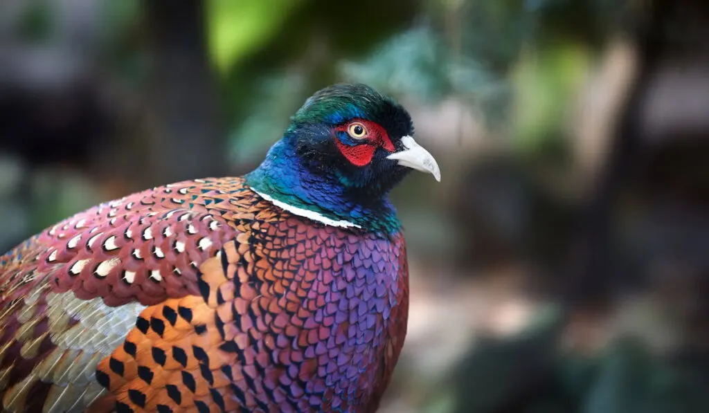 ringneck pheasant