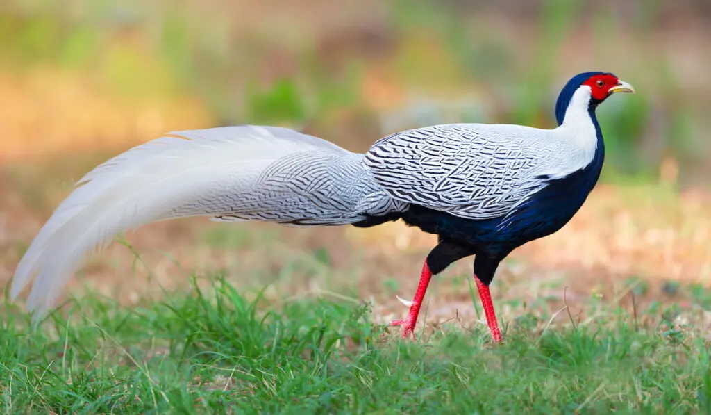 Silver Pheasant male bird walking in the jungle