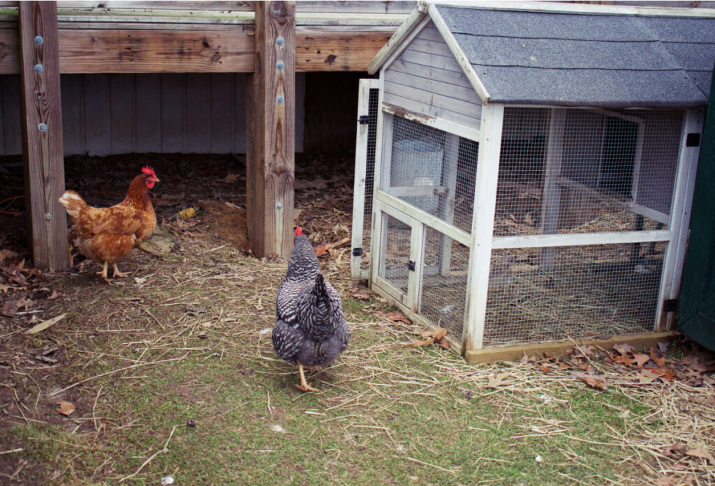 two Plymouth rock chickens near a gray colored coop