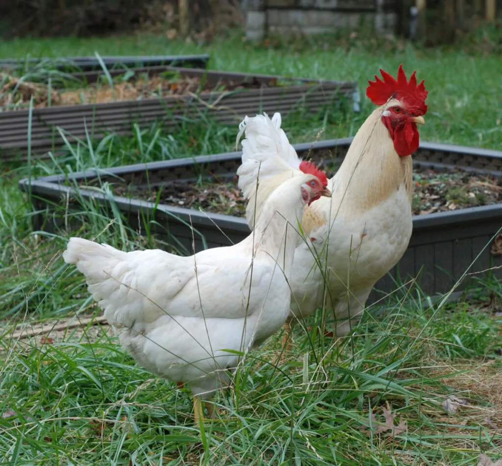 white Plymouth rock hen and rooster in the yard