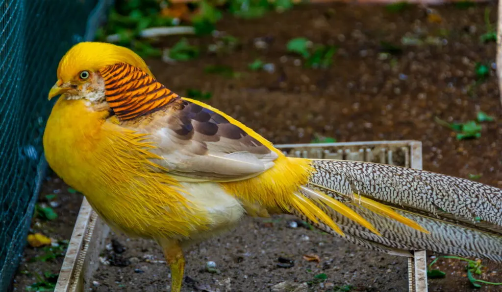 golden pheasant living in his habitat