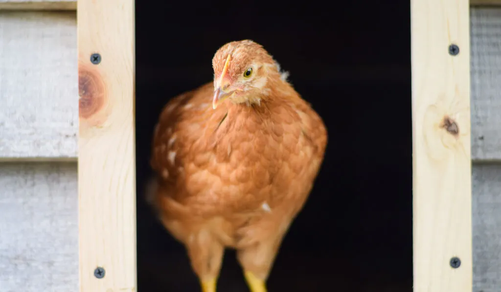 A free range golden comet hen coming out from a chicken coop