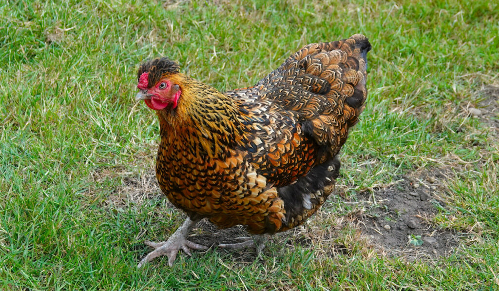 A golden laced Wyandotte chicken walking on grass
