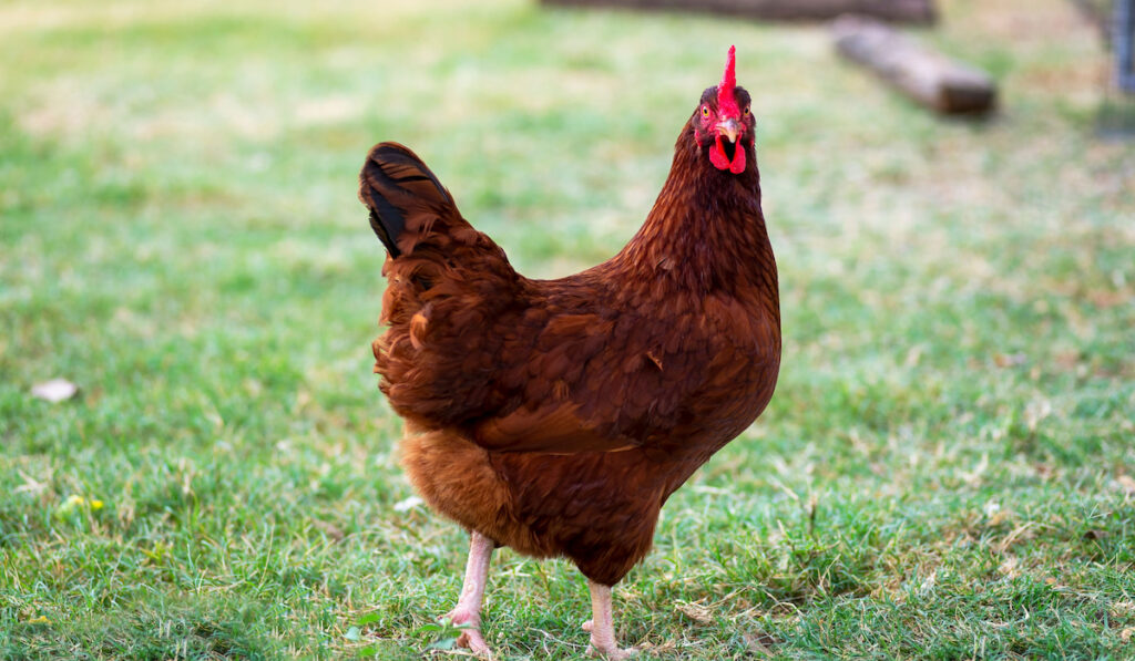 A Rhode island red hen out in the field looking at the camera