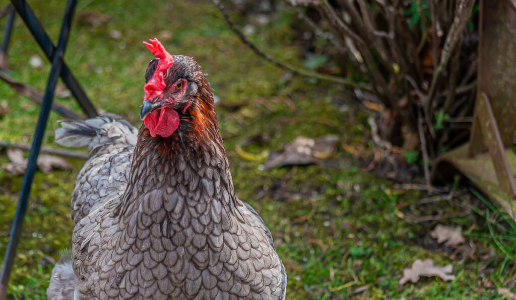 A silver laced Wyandotte hen in the backyard