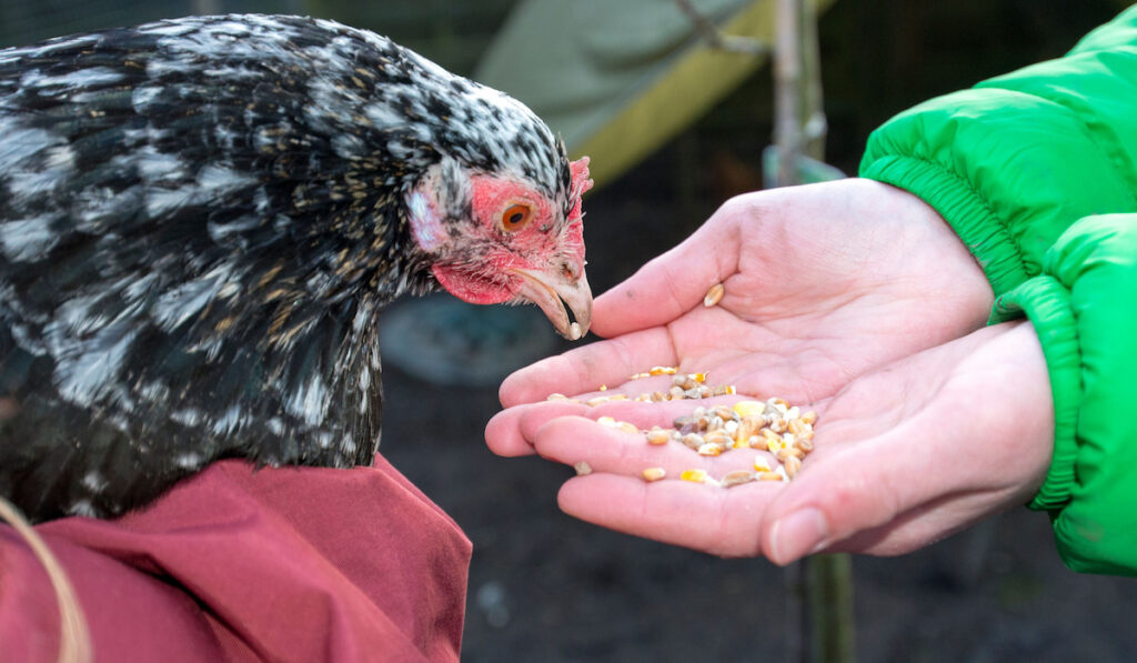A swedish flower hen being hand fed grain and pellets by its owners