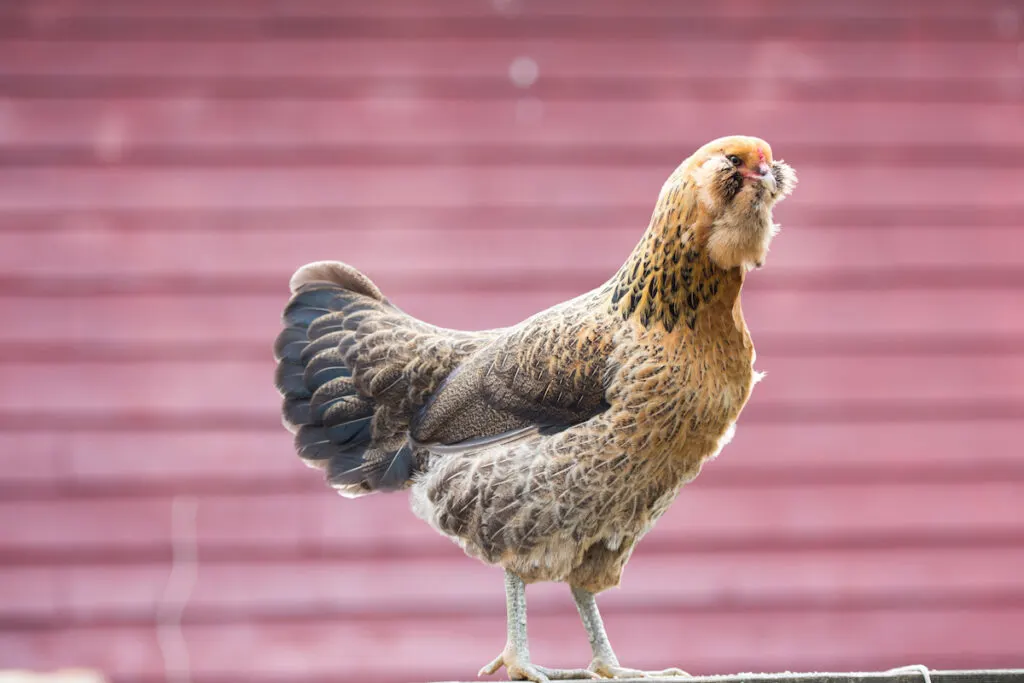 ameraucana chicken standing on a fence