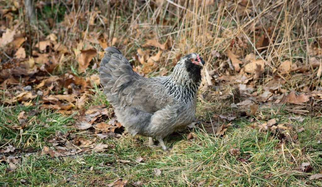 Ameraucana chicken foraging on dried leaves