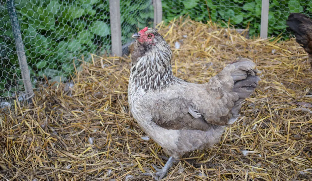 Ameraucana chicken inside cage with chicken wire fence