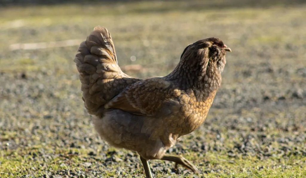 Ameraucana walking under the sun