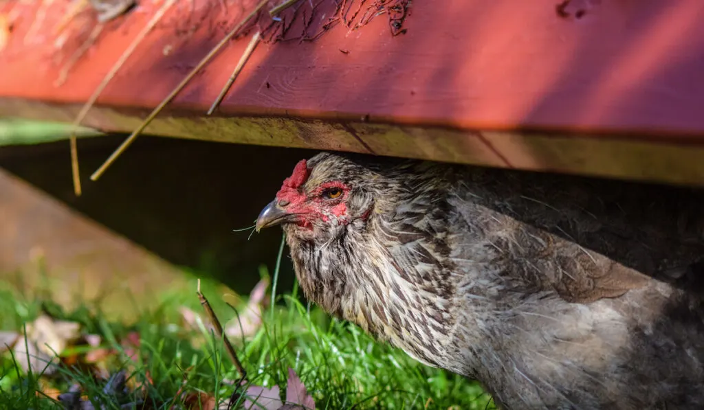 Ameraucana hen escaping the summer heat, resting under the shade