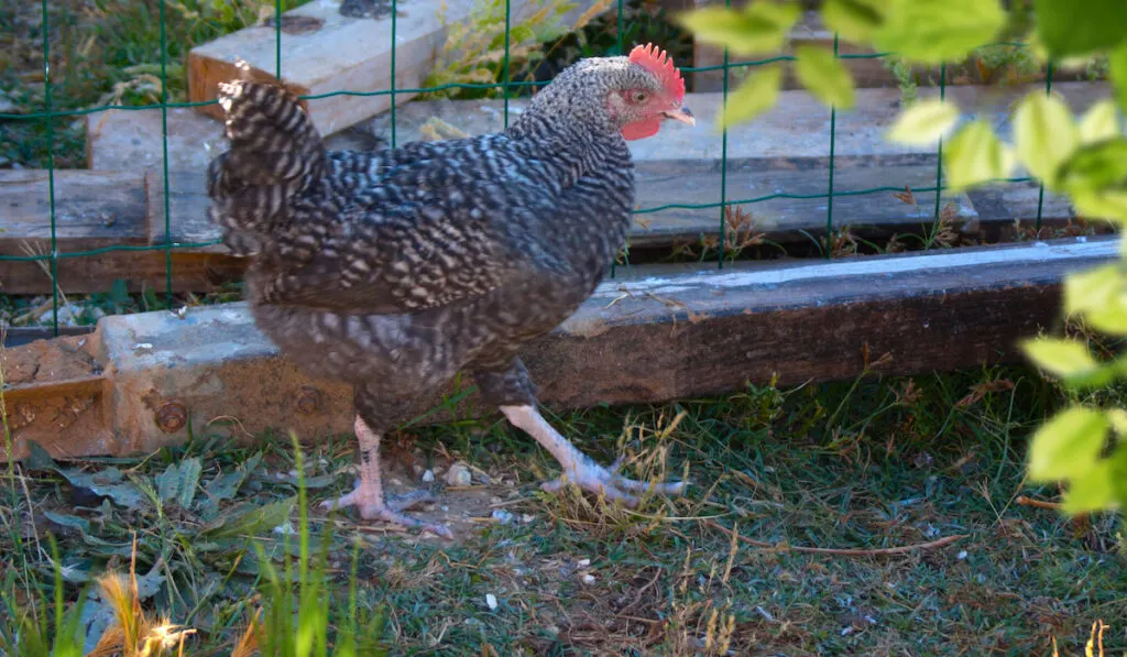 Andalusian chicken on free range in the backyard