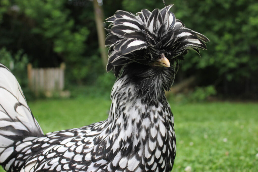 Bearded silver laced polish chicken in the backyard