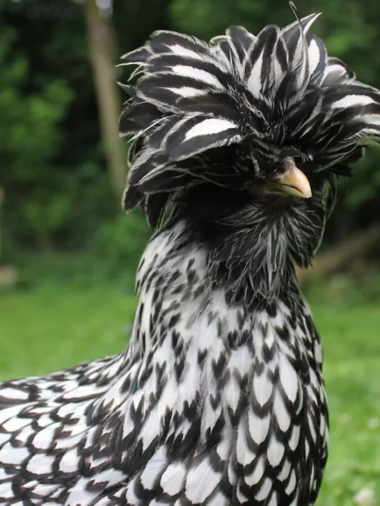 bearded silver laced polish chicken in the backyard
