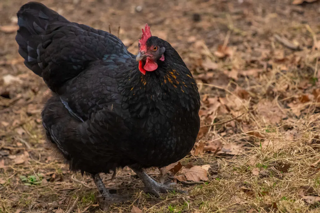 A black Australorp standing on dried leaves