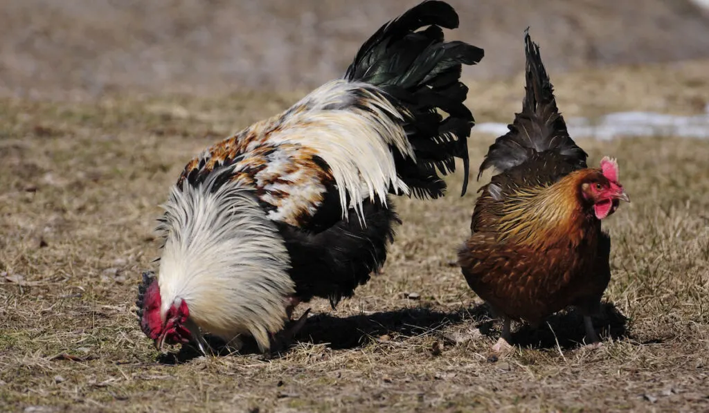 Beautiful pair of Dorking Heritage Breed Chicken and Rooster during early spring