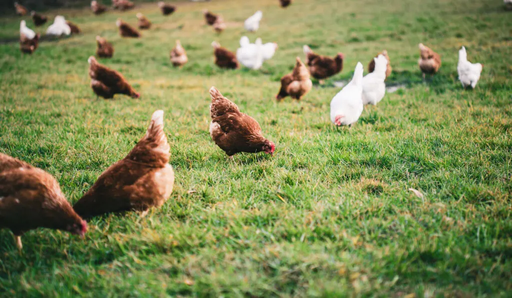 Beautiful shot of chickens on the grass in the farm
