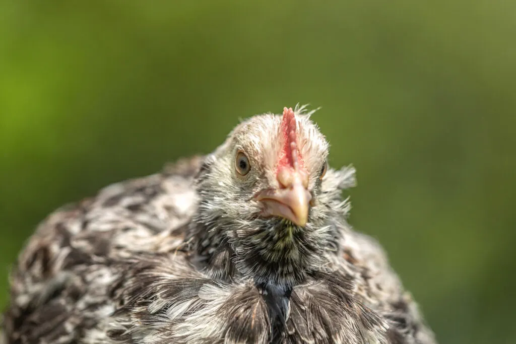 Beautiful Swedish flower hen on blurry nature background