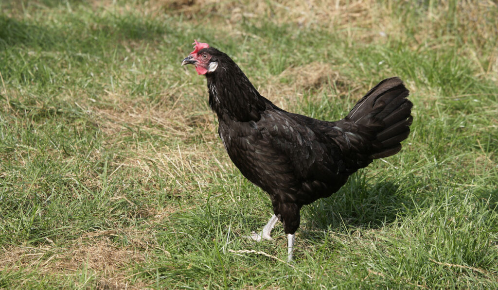 Black Andalusian chicken walking on grass field