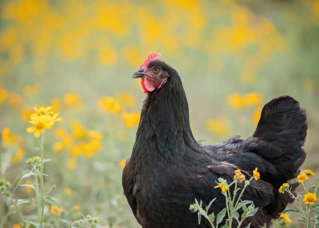Black Australorp chicken standing in a yellow flower field