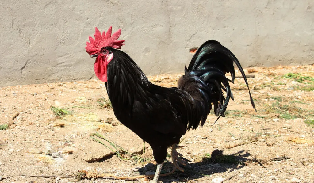 Black Castilian rooster in farmyard