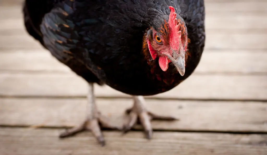 black chicken of jersey giant breed on wooden floor