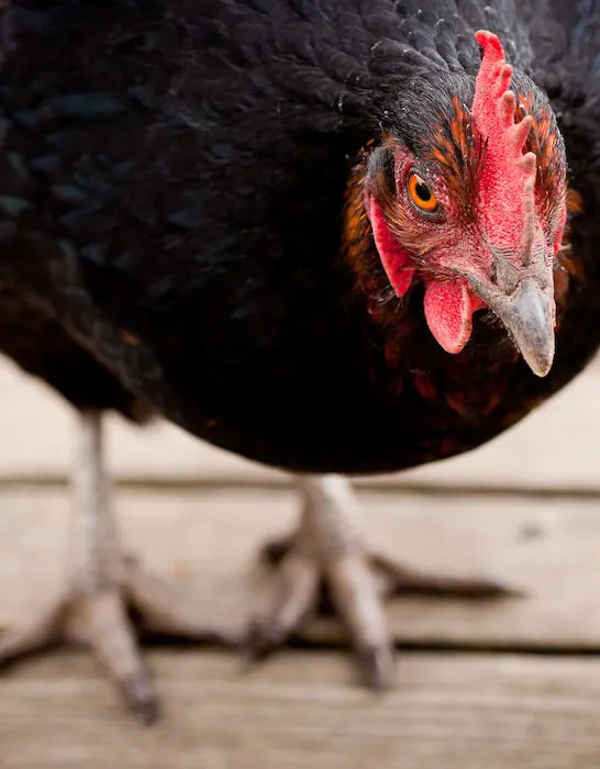 black chicken of jersey giant breed on wooden floor