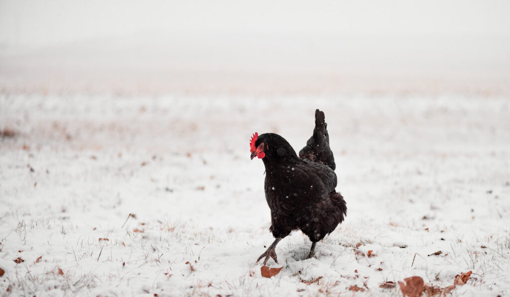 Black australorp chicken walking in the snow 