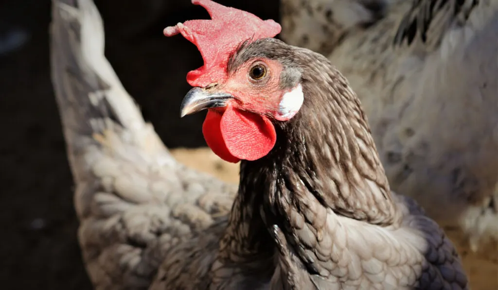 Blue Andalusian Hen Closeup on the farm