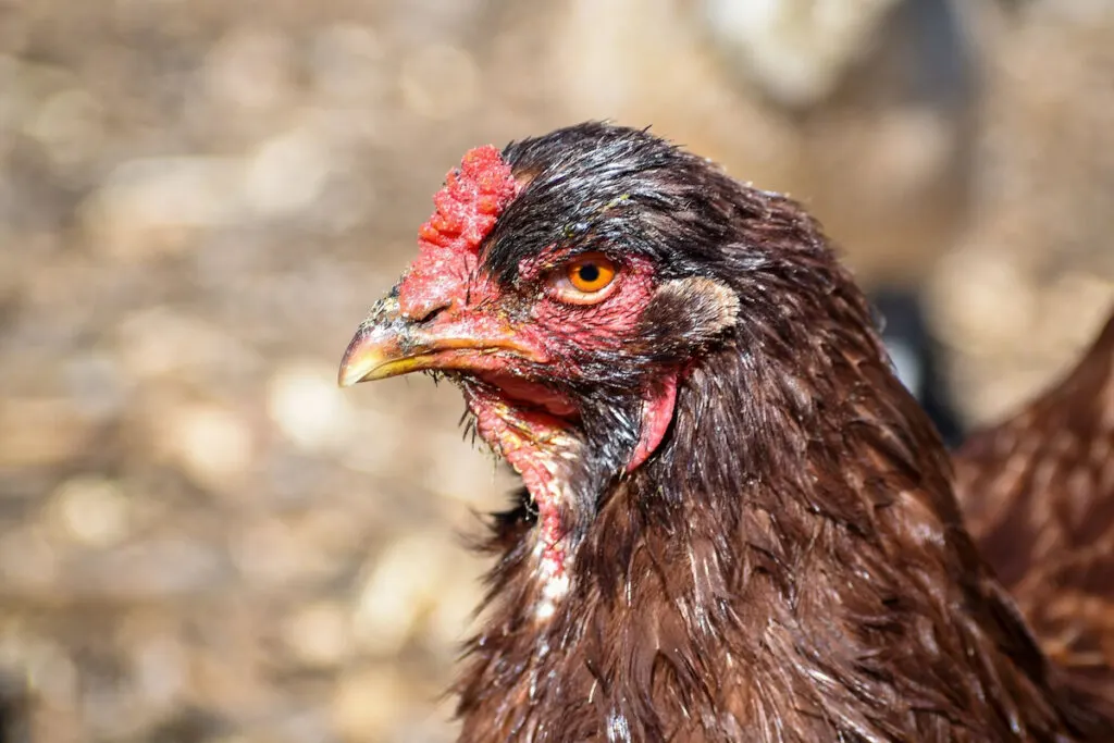 Buckeye chicken closeup on head and neck on the farm background