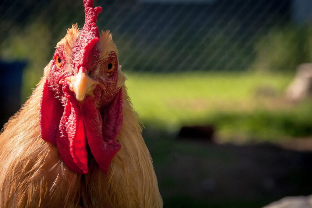 Buckeye Chicken Parent breed, Buff cochin rooster looking at camera with farm in background
