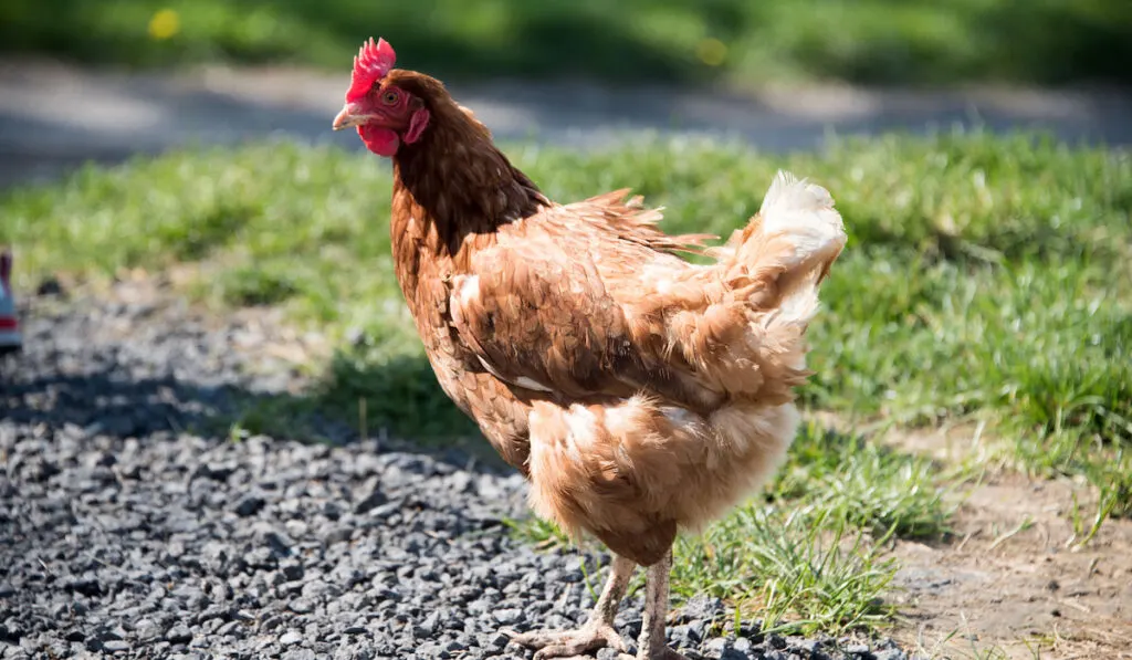 Catalana red chicken hen crossing a road