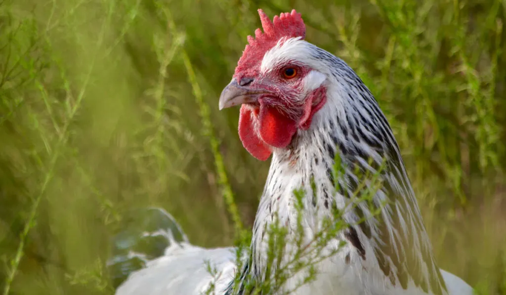 Delaware chicken with natural blurry background