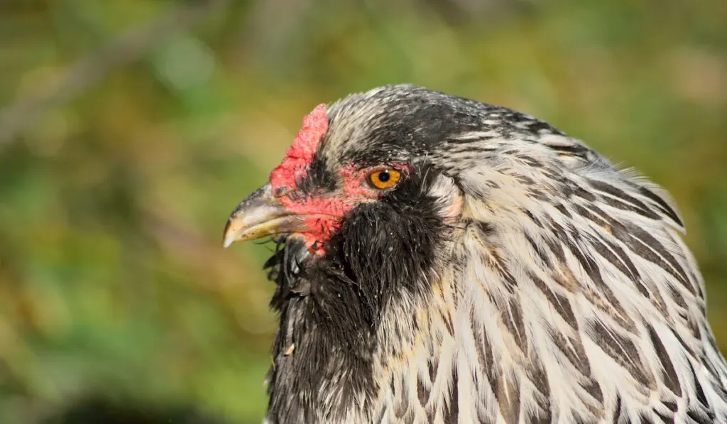 Detailed photo of Ameraucana chicken face in green nature background