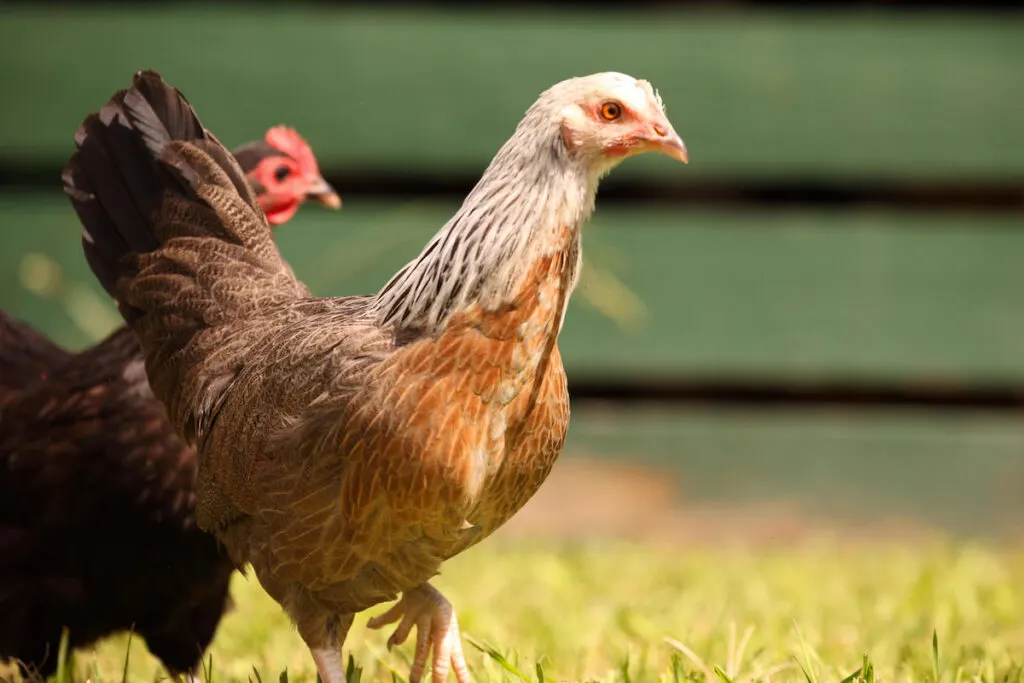 Domestic dorking chicken breed walking in the farmyard near wooden fence