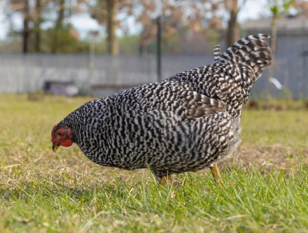 Dominique chicken about to eat something on the grass