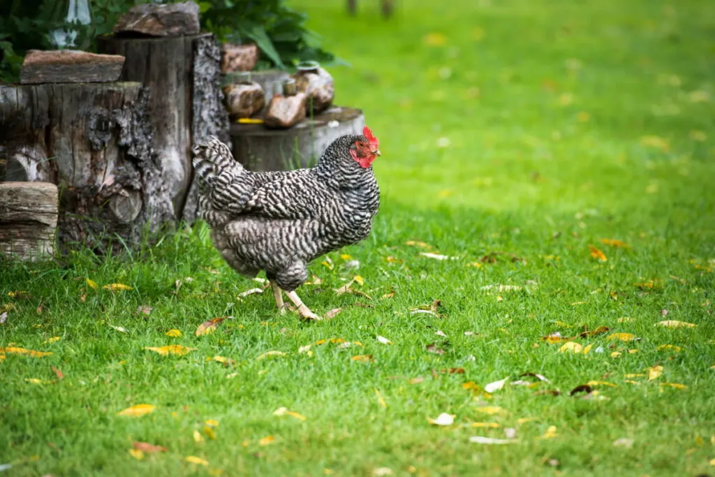 Dominique chicken grazing on the grass outside 