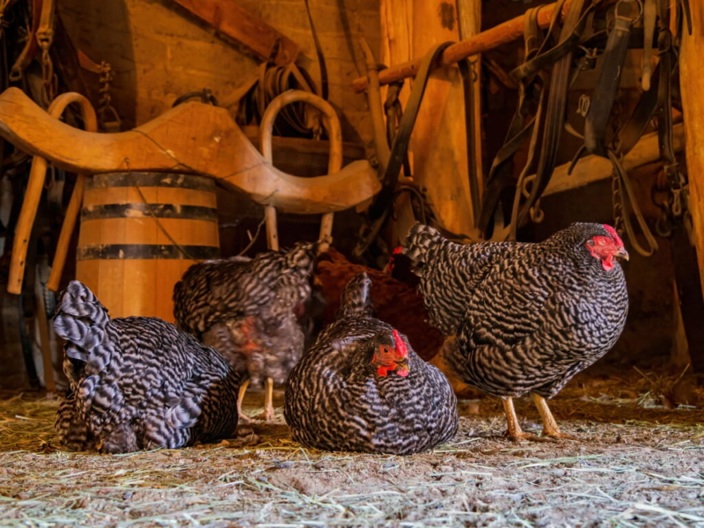 Dominique chickens inside a farmhouse 