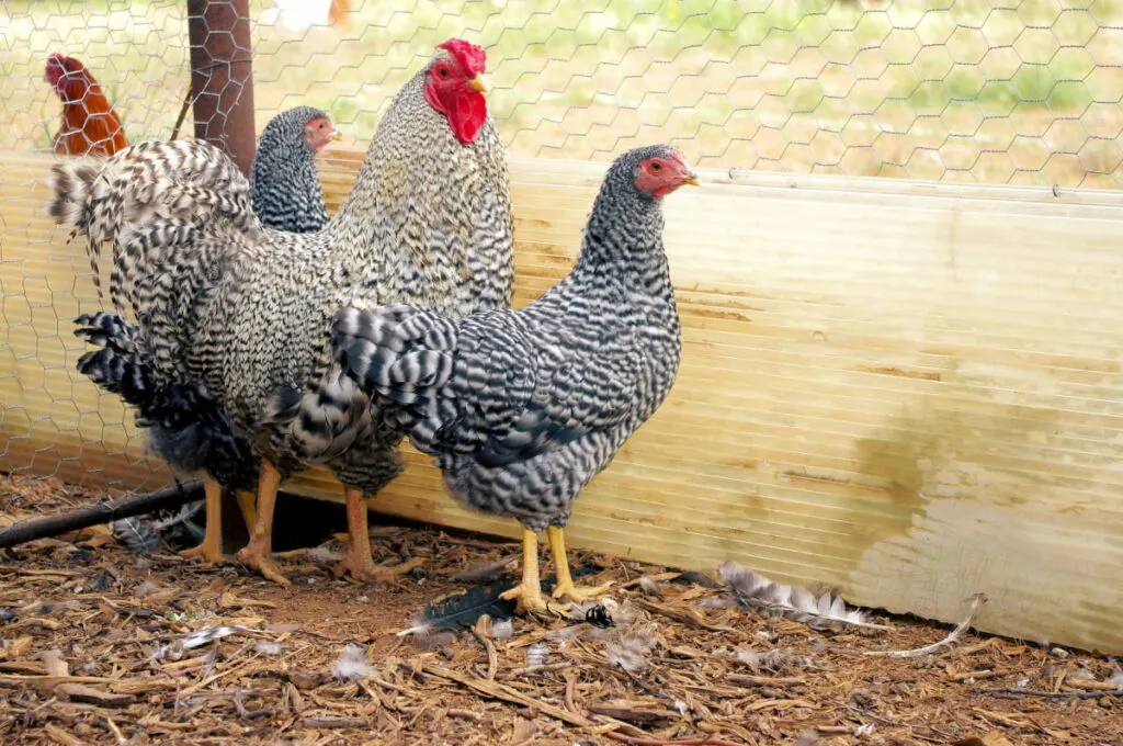 Dominique chickens looking outside the fence 