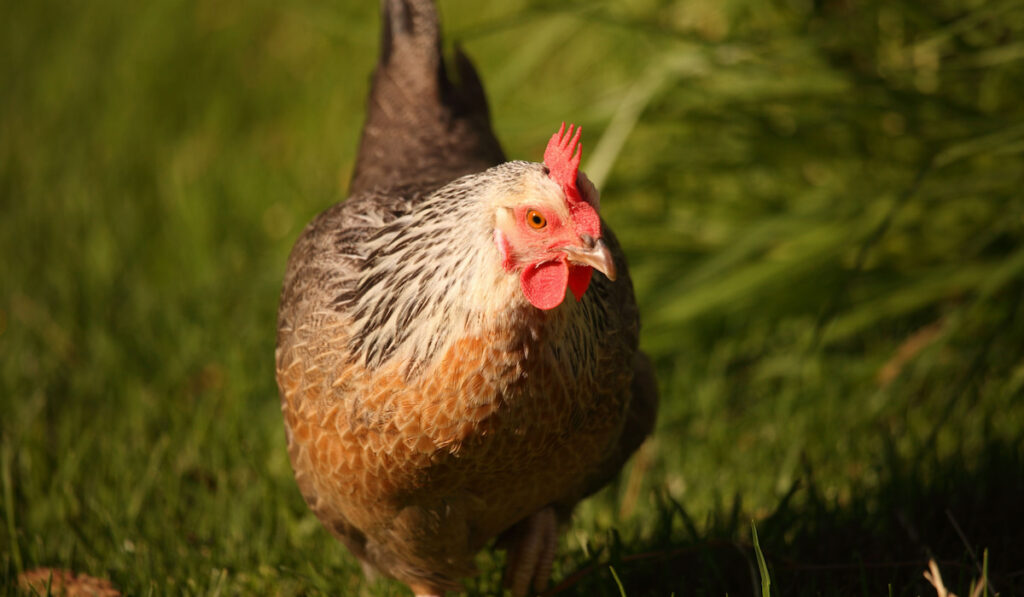 Dorking chicken roaming in the yard