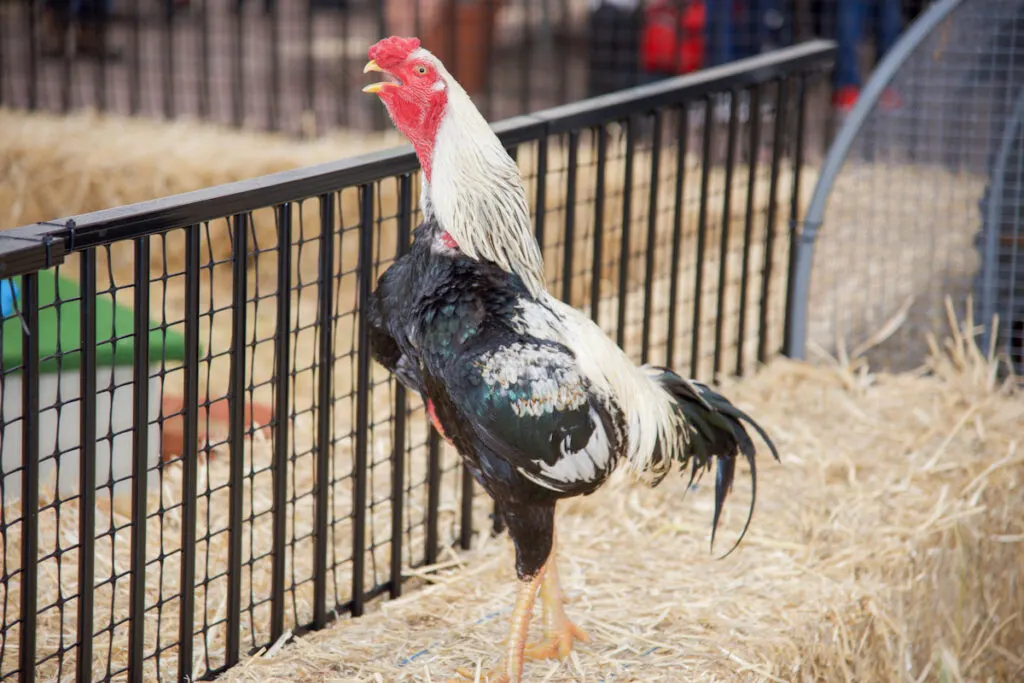 Dorking chicken with black and white plumage and bright red facial patch in hay-filled pen 