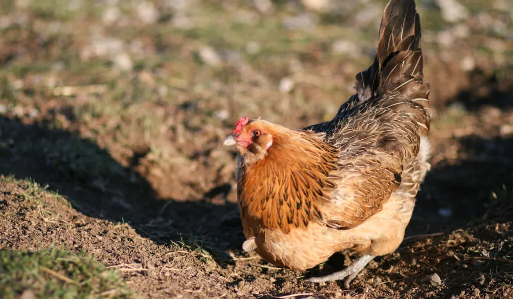 Easter Egger Chicken foraging on the ground under sun light 